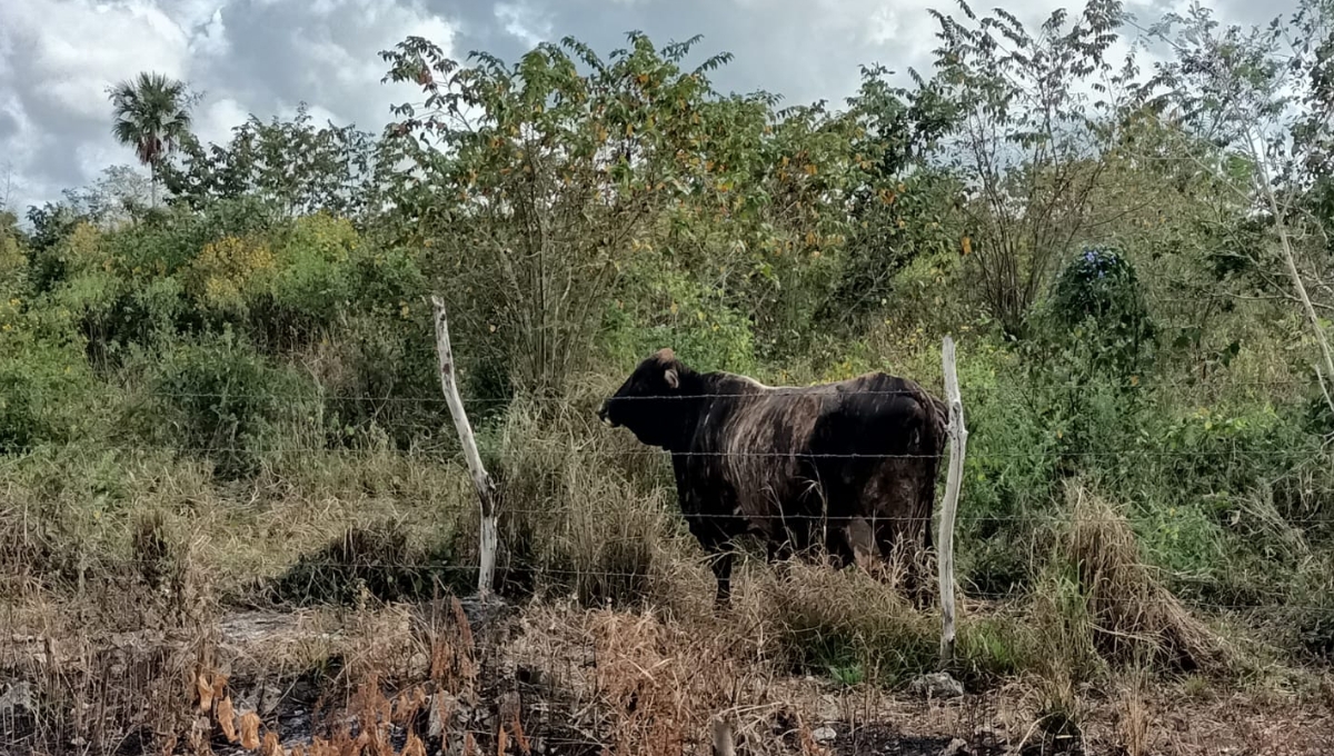 Sacrifican ganado en Quintana Roo ante ola de calor