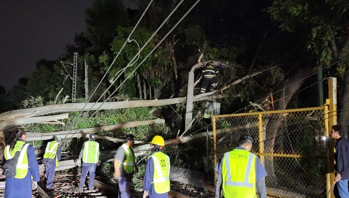 Árbol de 15 metros cae en las vías del Tren Ligero y detiene el servicio en CDMX