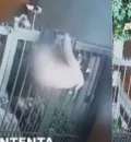 Mujer se queda sin ropa al intentar robar una casa y es captada en video