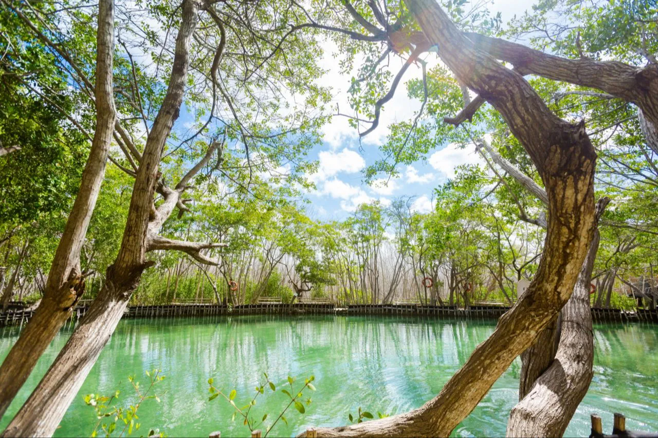 El Corchito se encuentra en una reserva ecológica protegida, caracterizada por sus manglares
