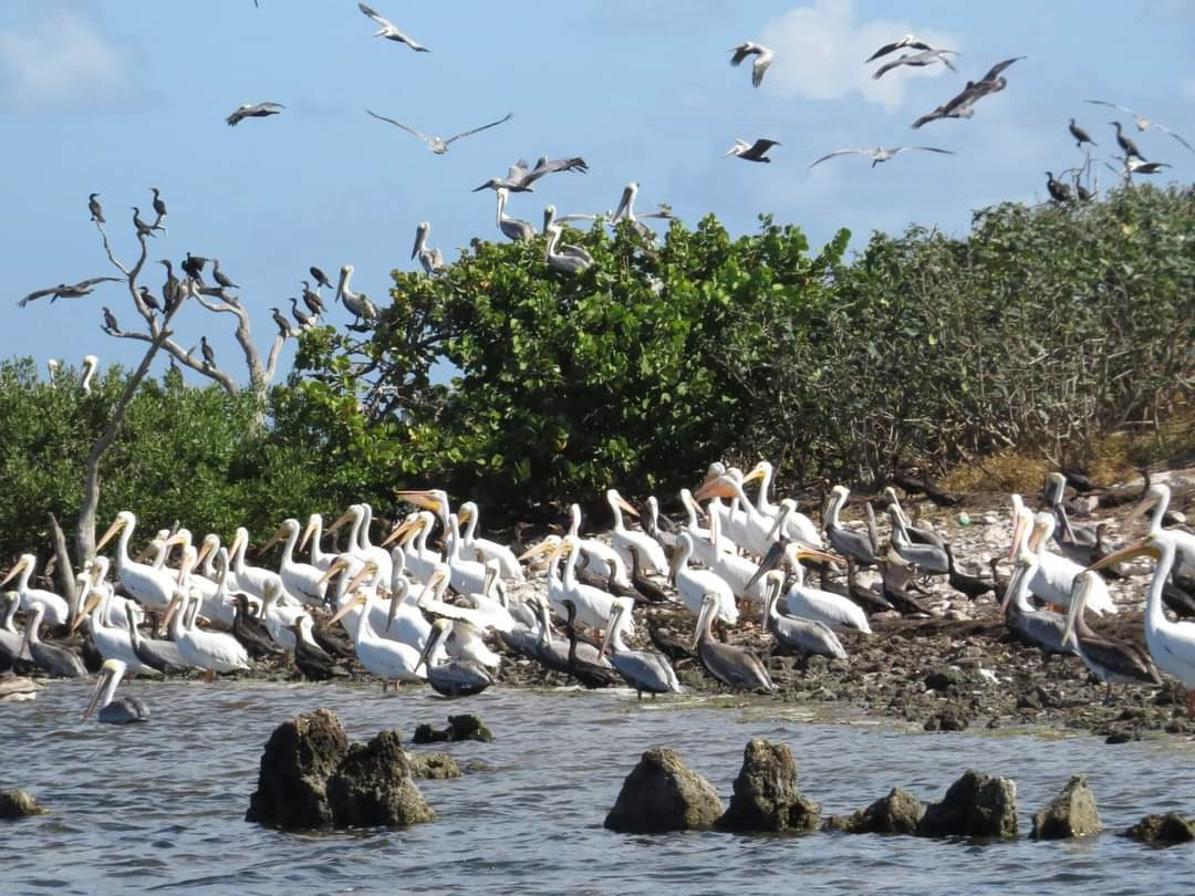 Son miles de aves las que llegan a Isla Cerritos cada año