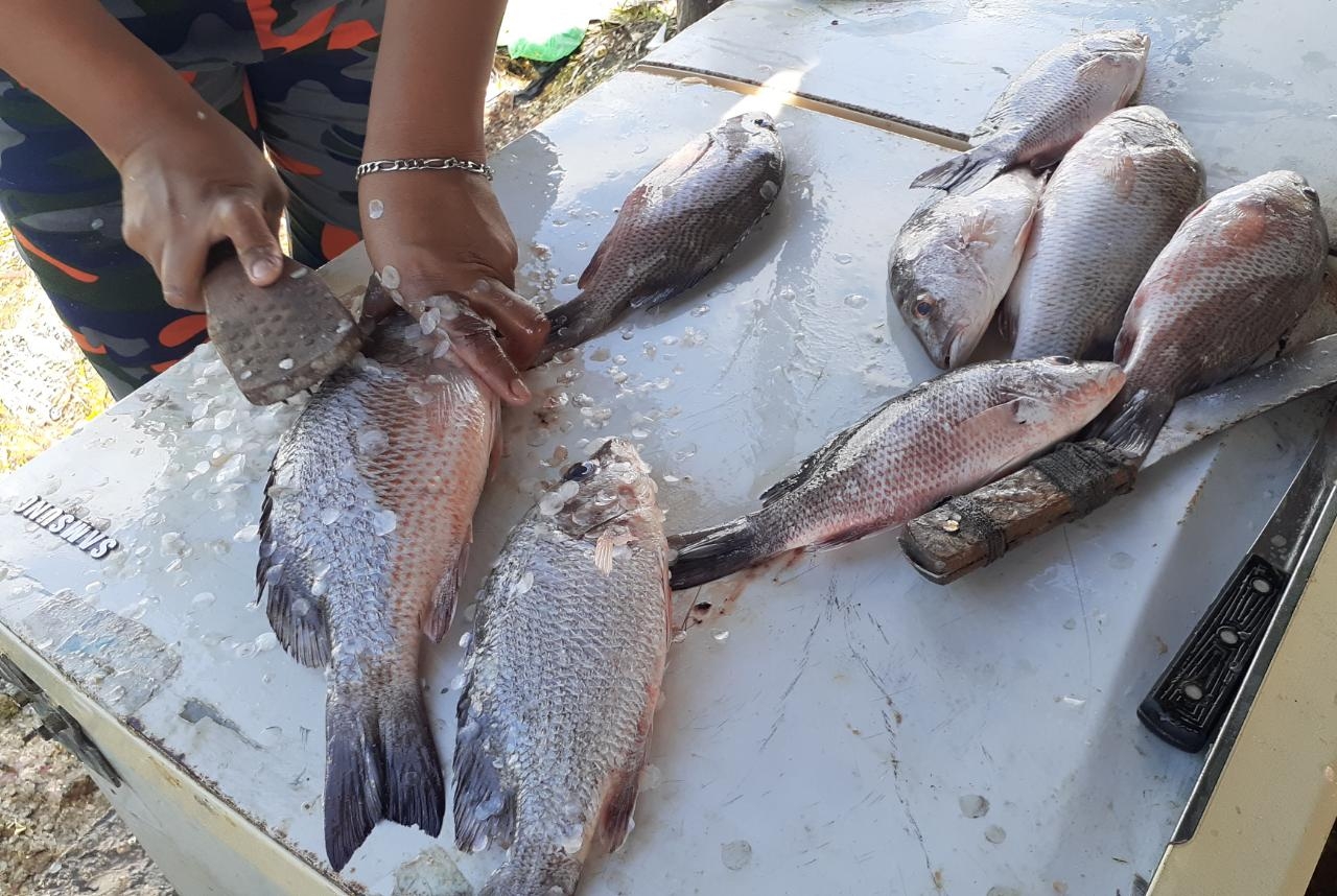 Condiciones climatológicas favorecen a pescadores de Campeche
