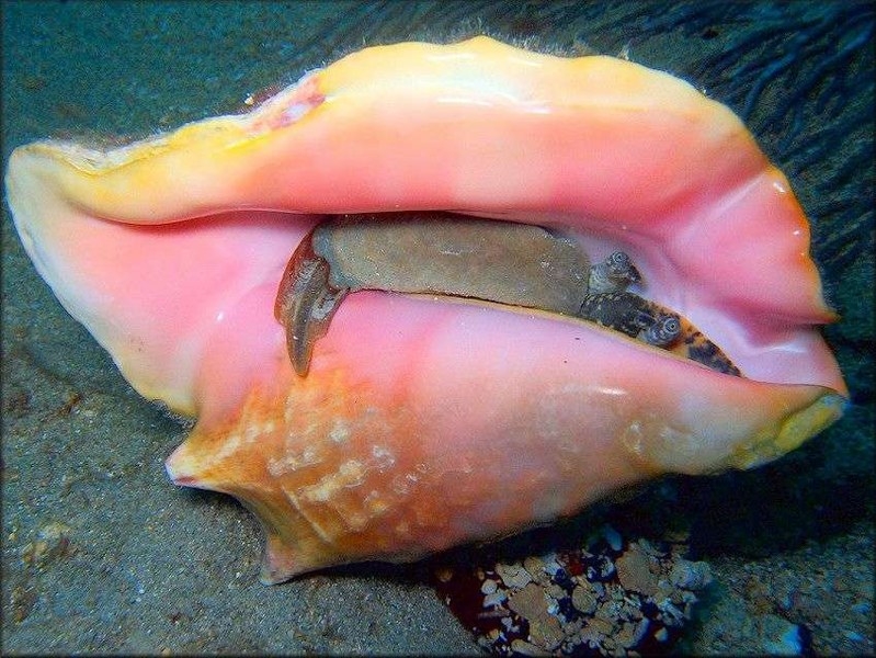 El caracol rosado es un molusco que vive en aguas del Mar Caribe