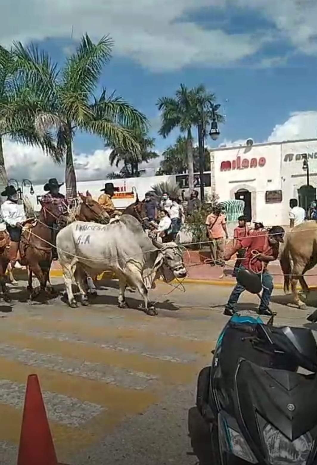 Arrastran a un toro en la calle por fiesta tradicional en Tizimín, Yucatán