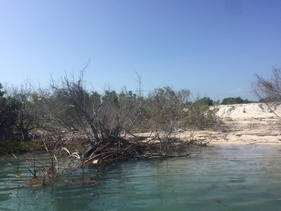 Denuncian destrucción del mangle en Xcalak y Mahahual