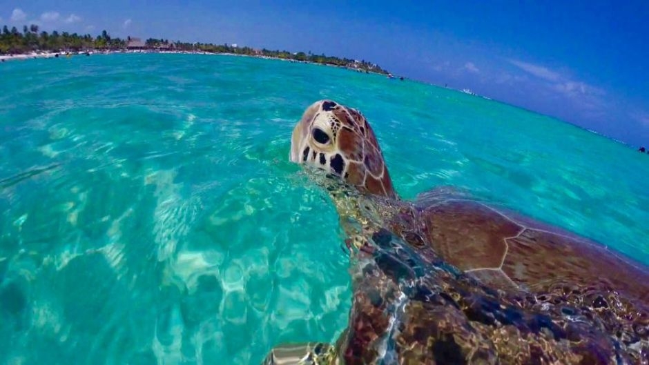 Akumal: Todo lo que debes saber de la tierra de las tortugas en el Caribe Mexicano