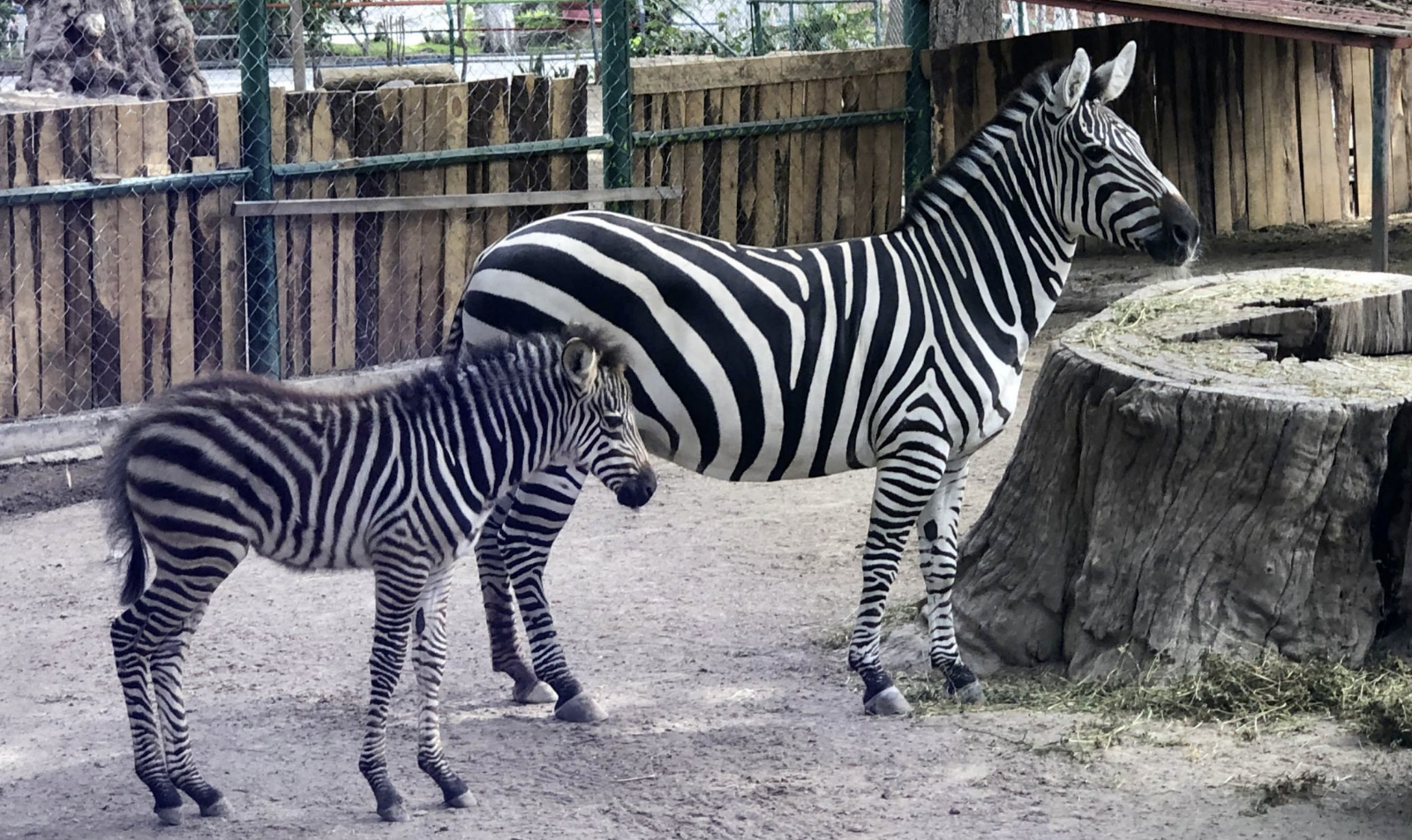 Diversos animales del zoológico de Chilpancingo se encuentran "desaparecidos"