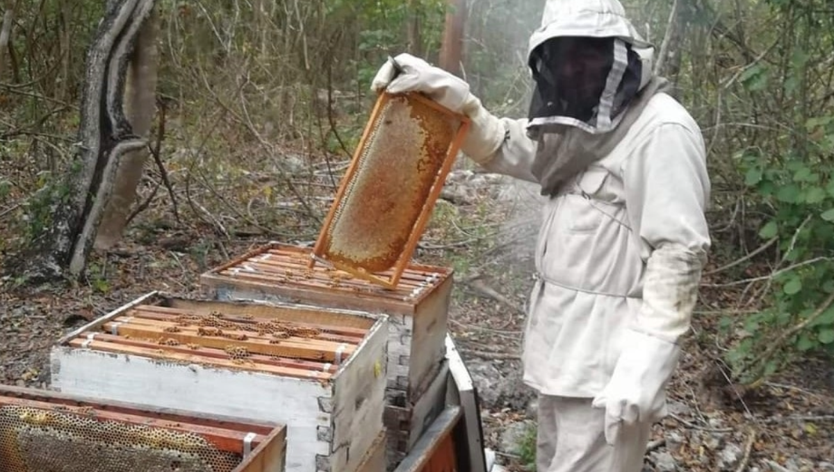 Apicultores de Tizimín exigen precios justos para la miel