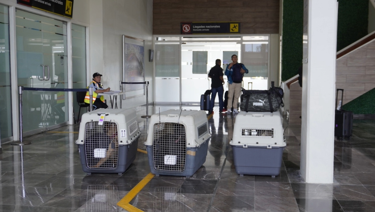 Unidad canina regresa a Campeche luego de capacitarse en Estados Unidos