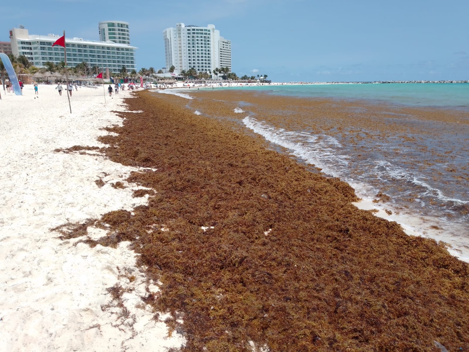 Sargazo ahuyenta a turistas de la Playa Gaviota Azul, en Cancún: EN VIVO