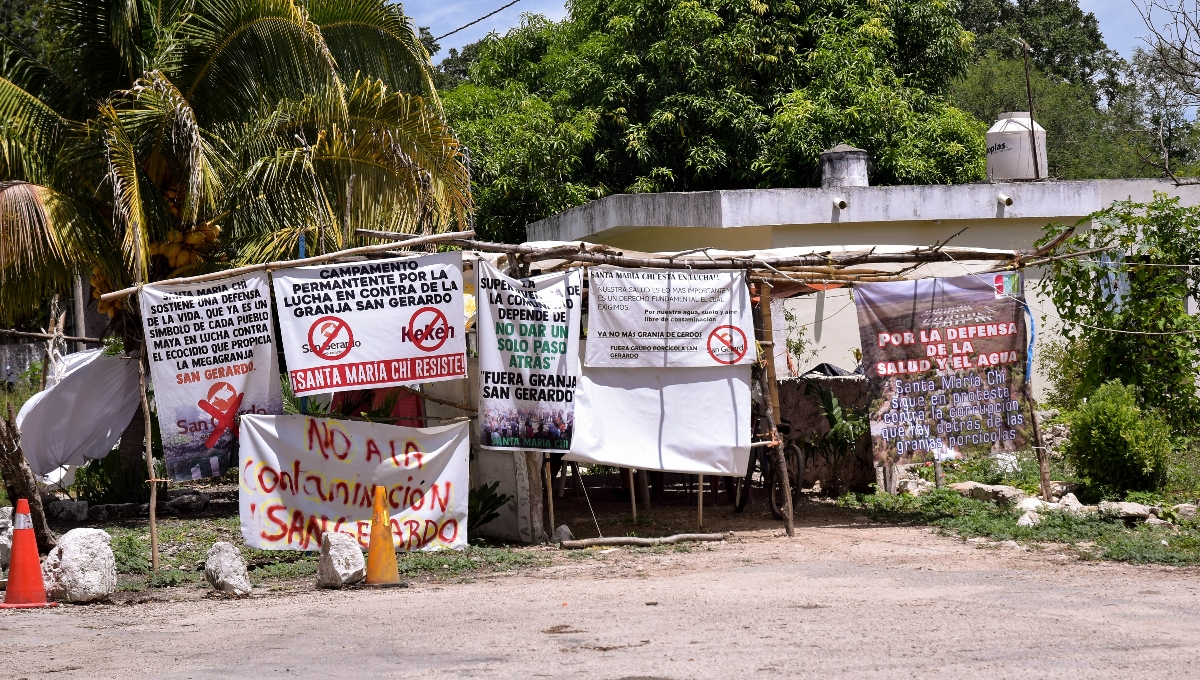 Santa María Chi, Mérida, gana batalla contra la contaminación; clausuran parcialmente granja de cerdos