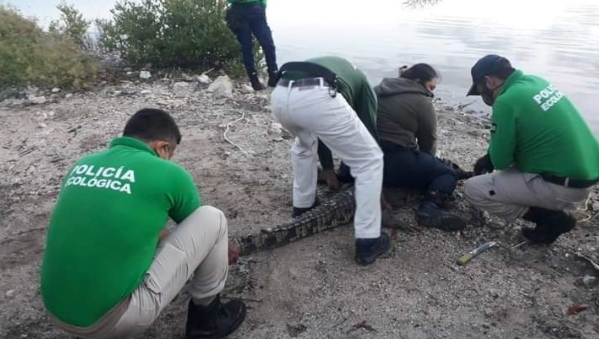Vecinos someten a un cocodrilo en la vía Mérida-Progreso