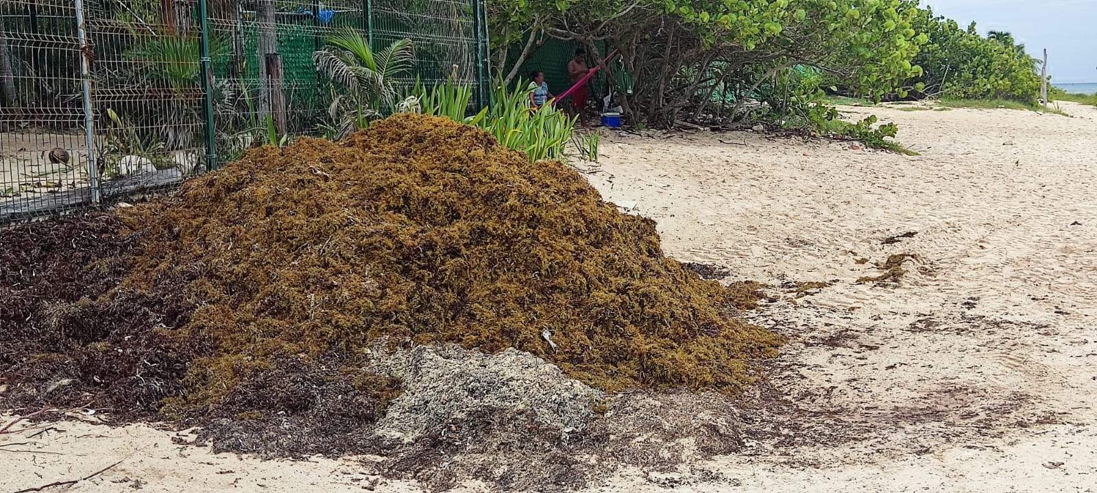 Más de 300 toneladas de sargazo y algas rojas 'invaden' las playas de Playa del Carmen