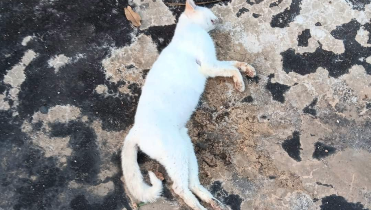¡Masacre animal en Tekax! Envenenan a cinco gatos