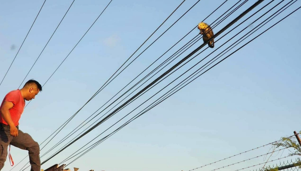 Rescatan a un puercoespín 'colgado' en unos cables del tendido eléctrico en Chetumal