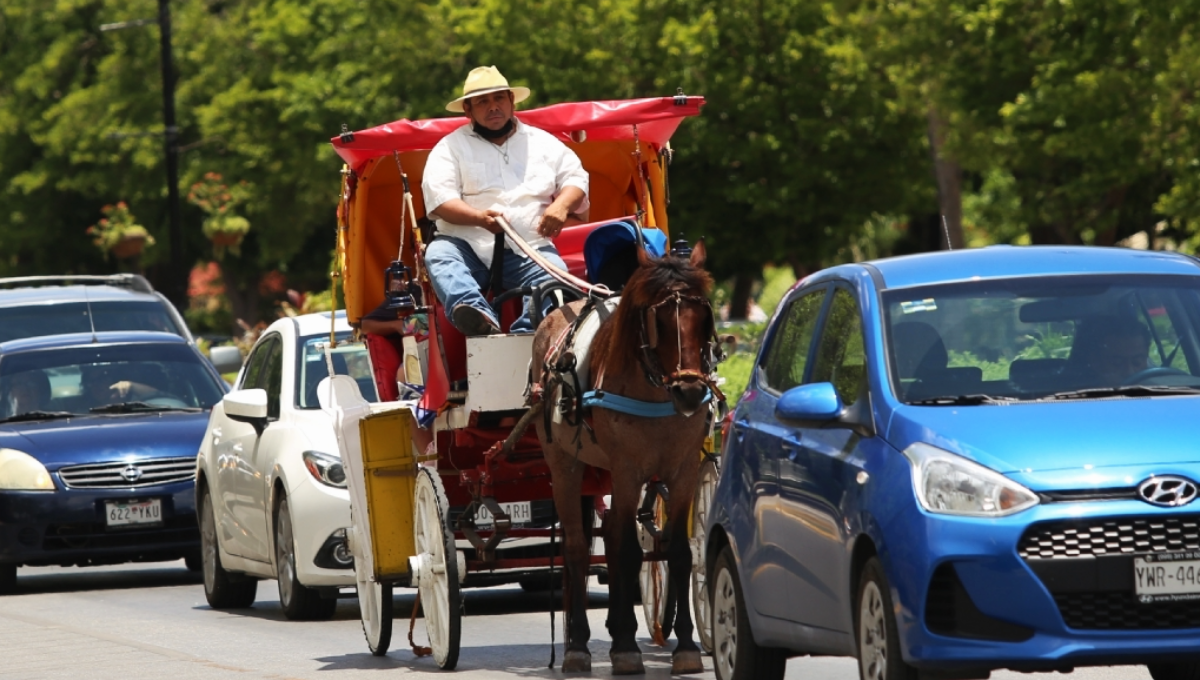 ¿Por qué se siguen usando caballos para jalar calesas en Mérida?