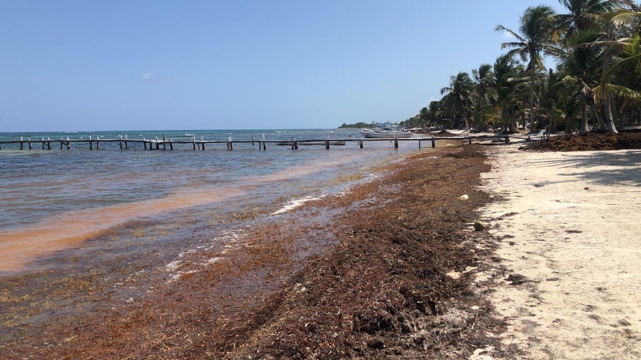 Sargazo invade las playas de Mahahual en Quintana Roo en plena Semana Santa