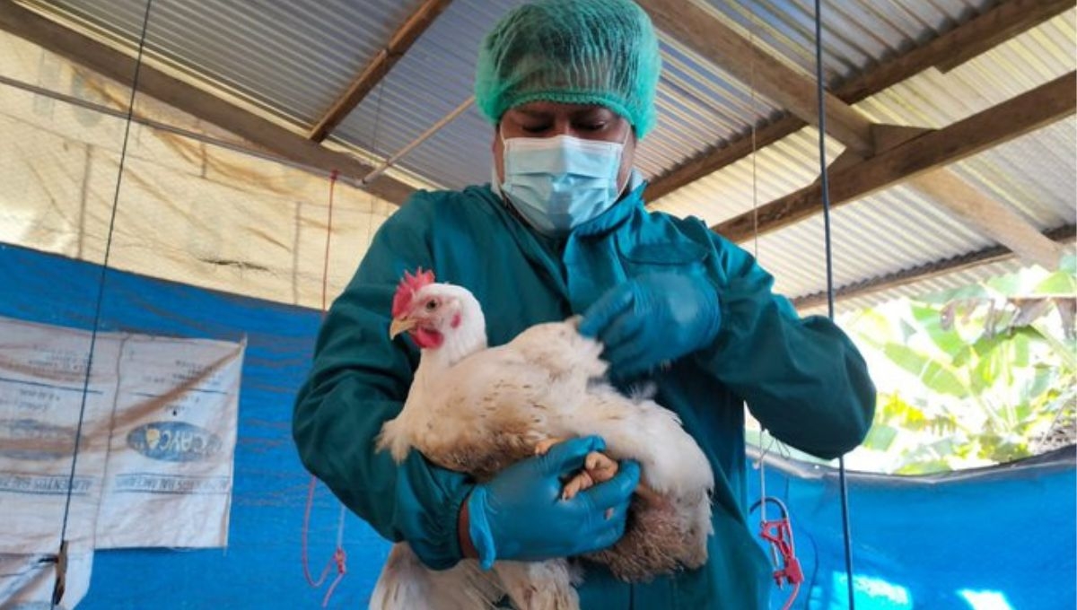 Alerta Global por Gripe Aviar: OMS prevé posible transmisión humana del virus H5N1