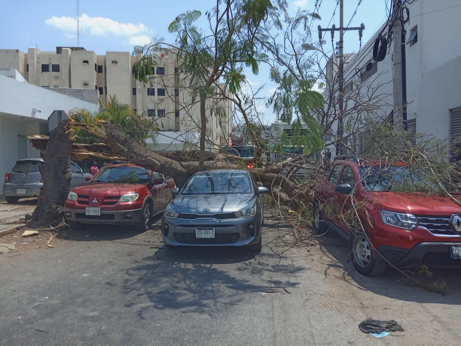 Árbol de flamboyán aplasta a cuatro vehículos en la avenida Pérez Ponce de Mérida