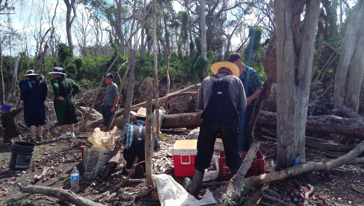 Acusan a menonitas en Campeche de acabar con más de 2 mil hectáreas