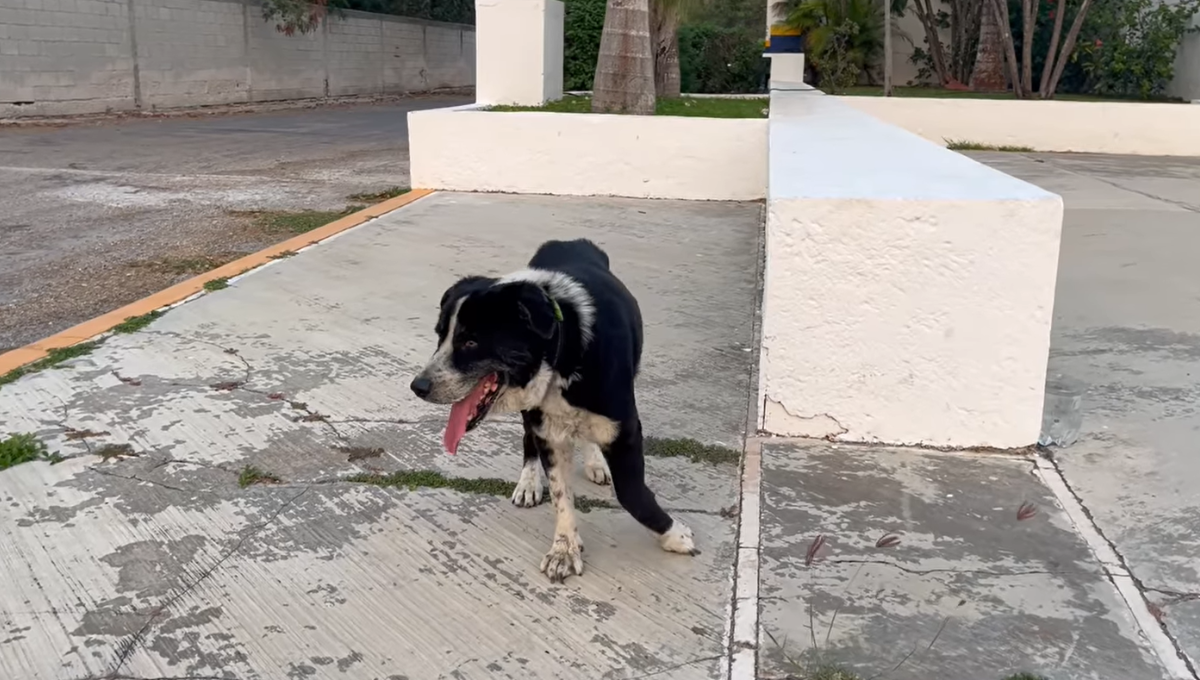 Campeche: Piden ayuda para localizar a Zeus, un perrito atropellado