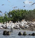 Son miles de aves las que llegan a Isla Cerritos cada año