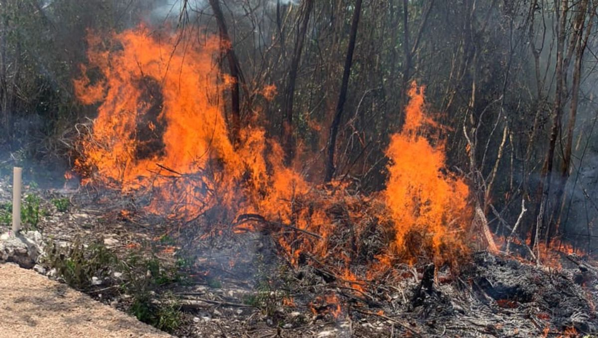Combaten incendio forestal en la Zona Agrícola de Leona Vicario, en Quintana Roo