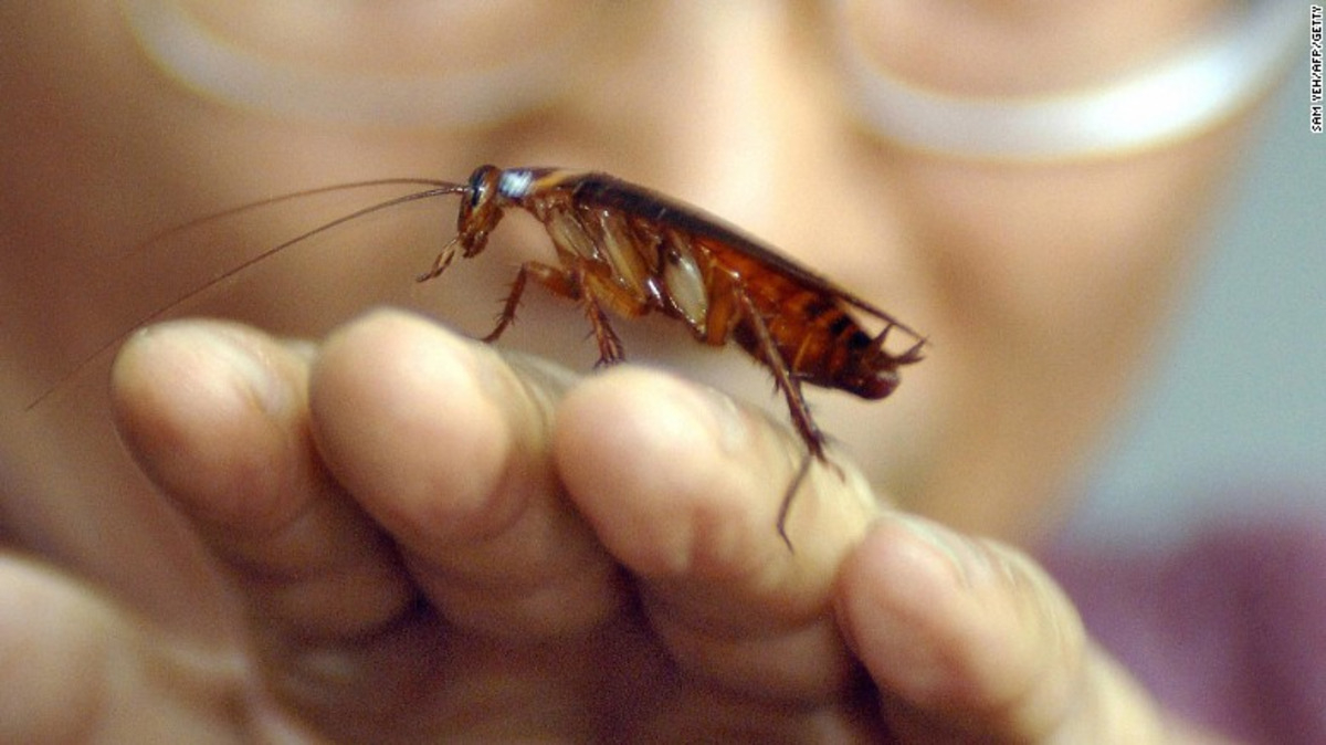 Supercucaracha alemana llega a México, es resistente a pesticidas