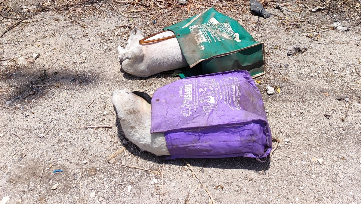 Cuerpos de perros han sido arrojados dentro de bolsas a un terreno baldío