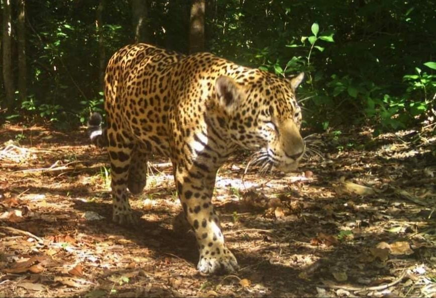 El jaguar es la especie que más habita cerca de la laguna Nachi Cocom
