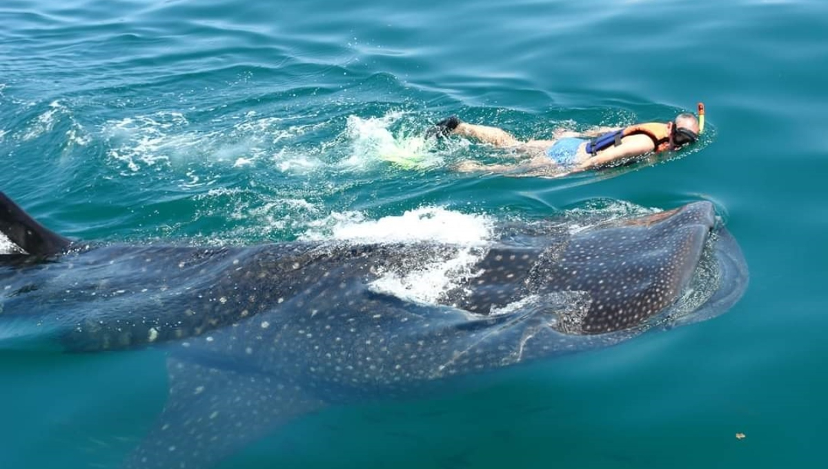 Se registra el arribo de tiburones ballena a la plataforma continental del Oriente de Yucatán