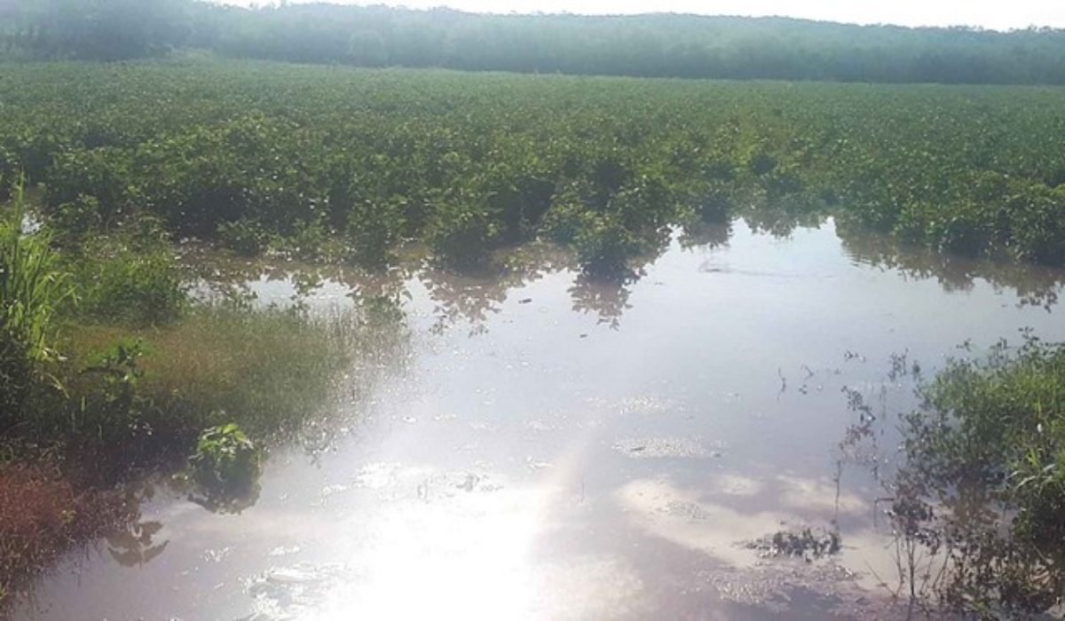 Reportan daños en 4 mil 500 hectáreas de soya en Holpechén