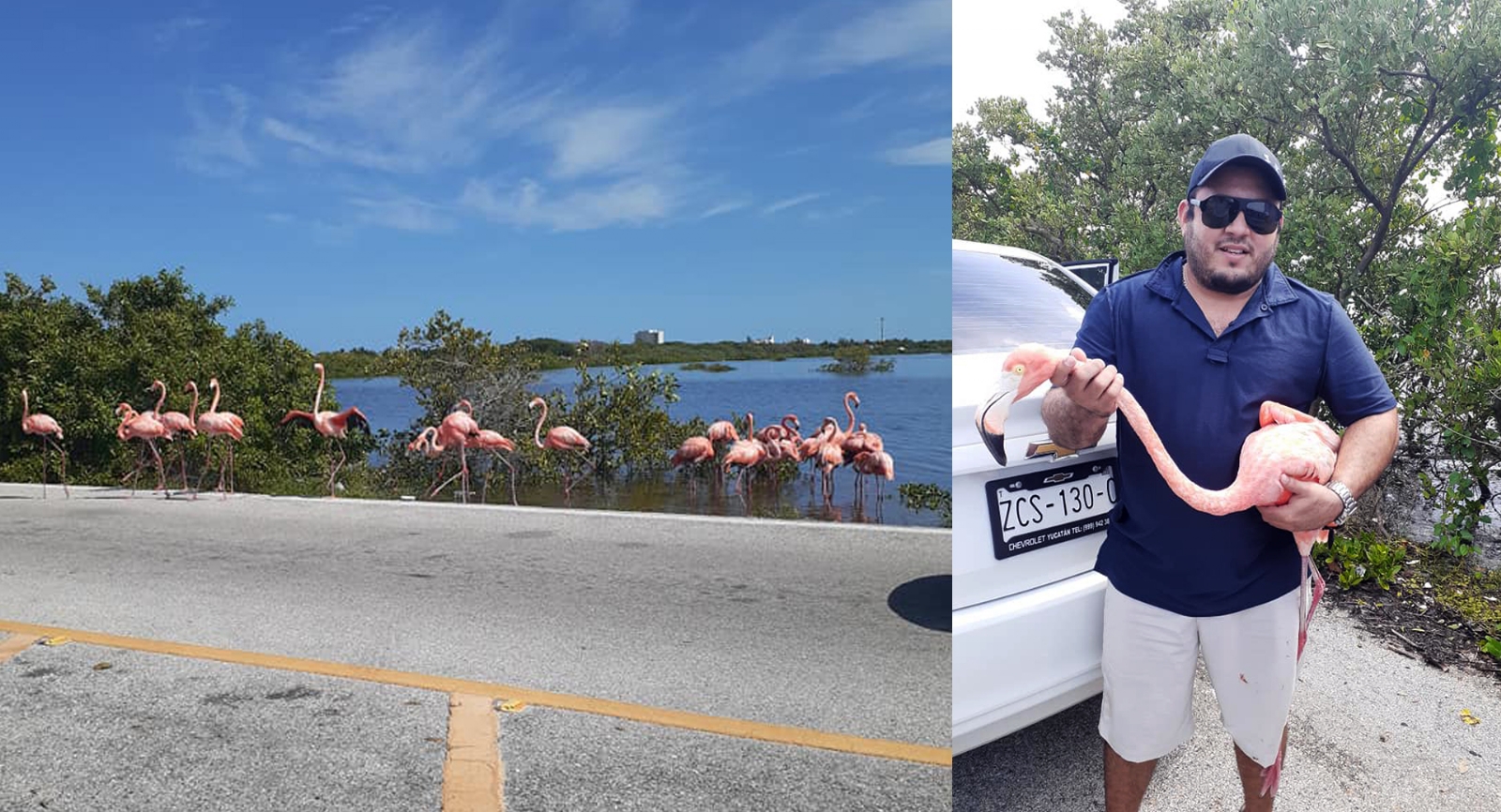 Joven rescata a flamingo de la carretera Mérida-Progreso: FOTOS