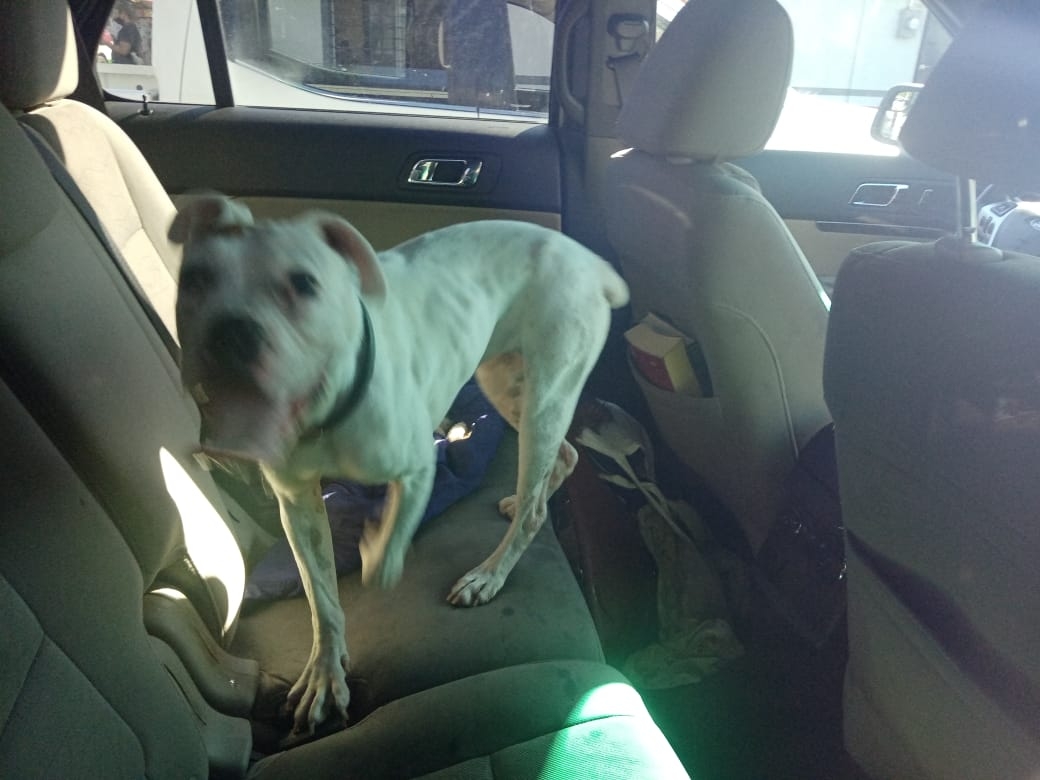 Perro es encerrado dentro un carro en la colonia Centro de Ciudad del Carmen