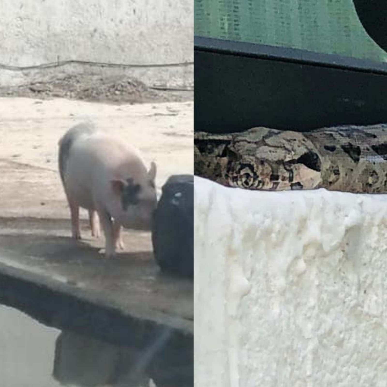Un cerdito y una serpiente pasean por Las Américas en Mérida