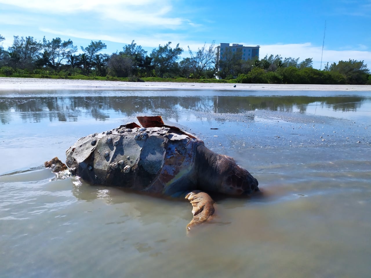 Ciudad del Carmen: hallan tortuga carey muerta en Playa Norte
