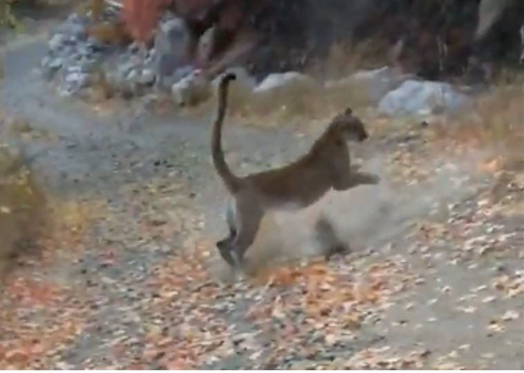 Puma salvaje persigue a un hombre cuando intentaba grabar una 'relajante caminata' (VIDEO)