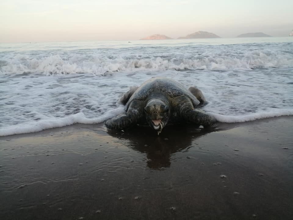 Hallan otra tortuga muerta en Ciudad del Carmen; señalan contaminación del agua