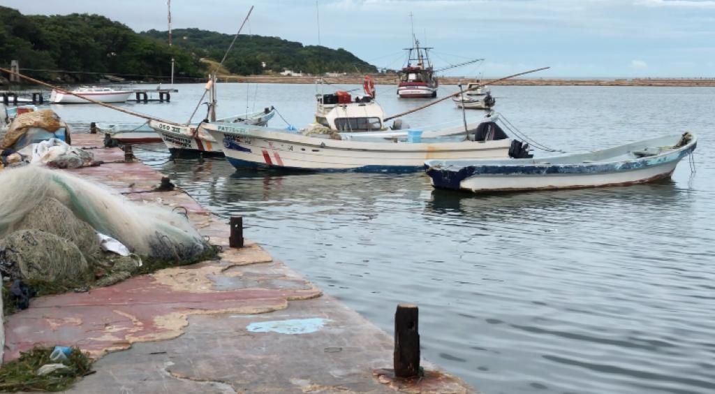Producción de pulpo ha dejado más de 100 millones de pesos en Campeche