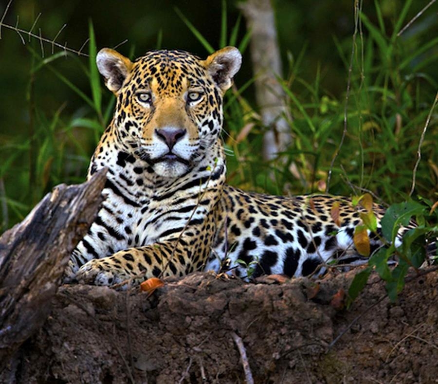 15 jaguares mueren atropellados en la Península de Yucatán al año: Conanp