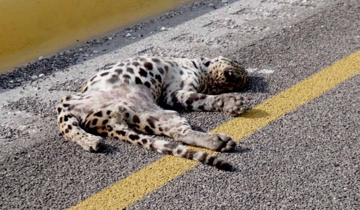 En dos años, cinco jaguares fueron atropellados en Campeche