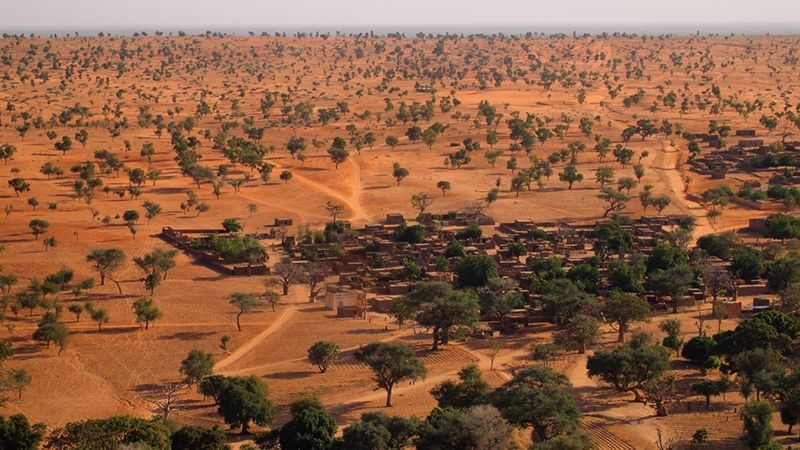 Desierto del Sahara: descubren cientos de millones de árboles sobre su superficie