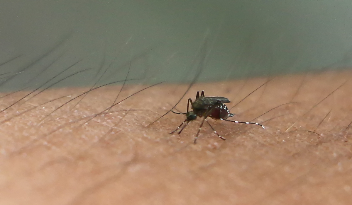 El dengue predomina en 30 municipios de Yucatán