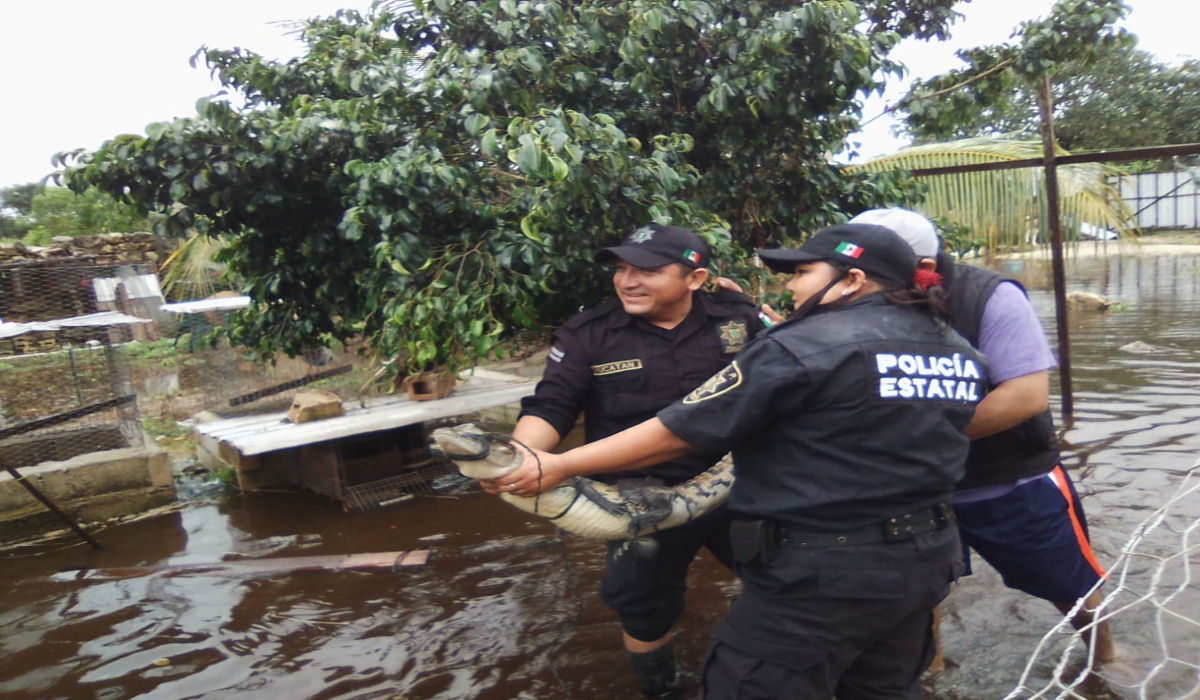 Por las lluvias, cocodrilo ingresa a un predio en Dzilam González