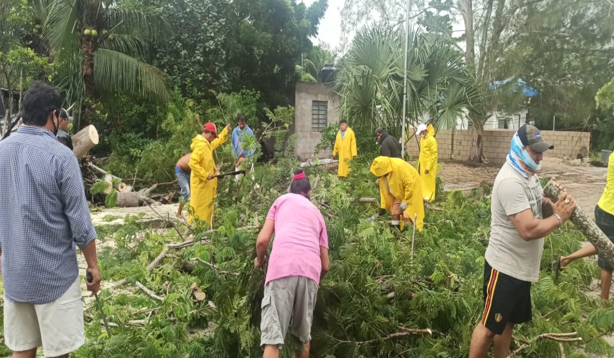 Caída de árbol obstruye acceso al Fraccionamiento Flamingos en Dzilam de Bravo