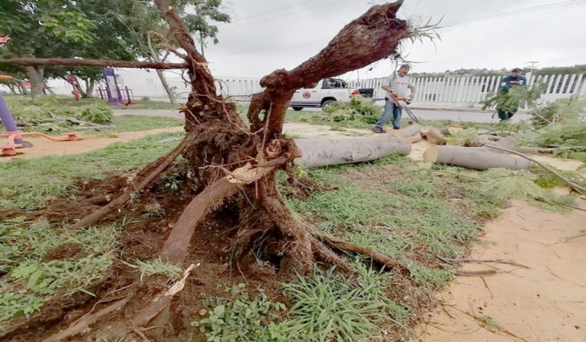 Se observó la caída de árboles, postes de la CFE e incluso se registraron cortos circuitos. Foto: José Salazar.