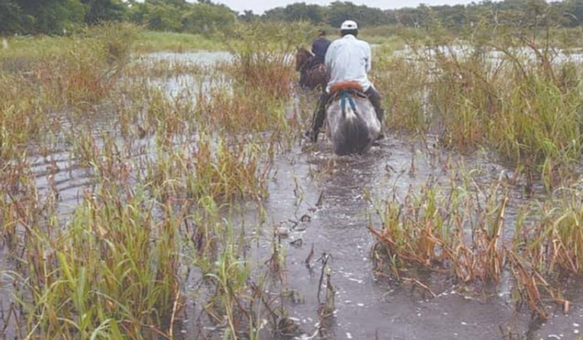 Por inundaciones, ganaderos de Palizada preparan movilización de ejemplares