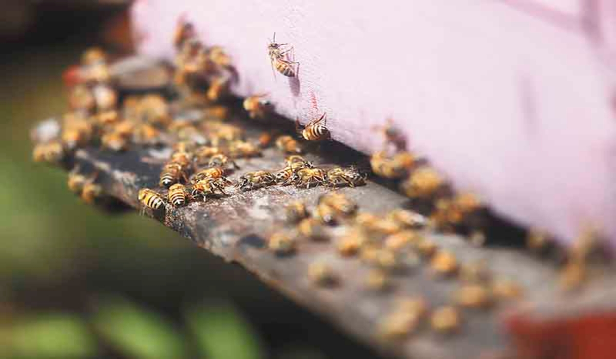 Gamma ocasiona daños en 30% de las colmenas de abeja en Yucatán