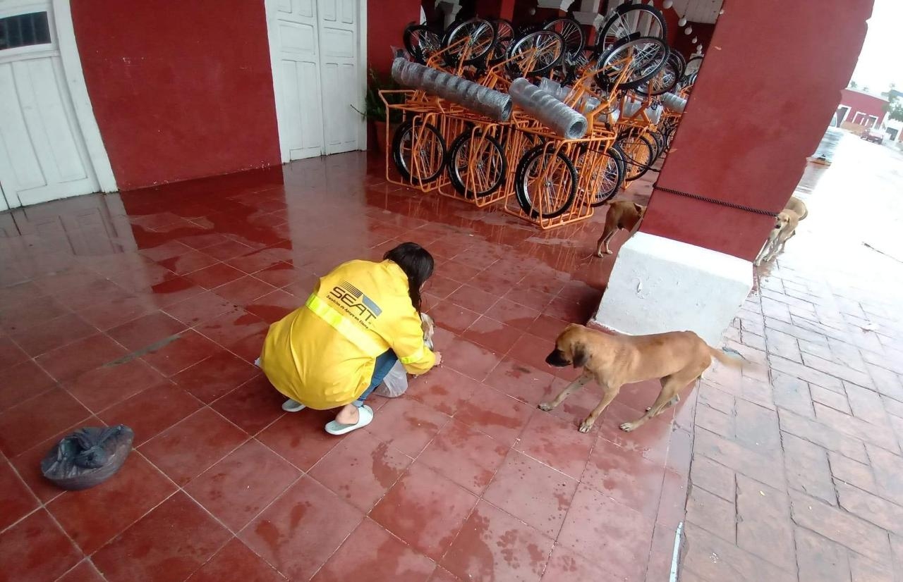 Joven de Motul resguardó a perritos callejeros del Huracán Delta