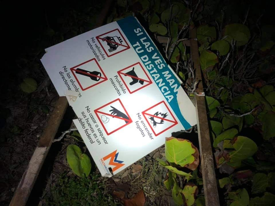 Vandalizan carteles sobre la protección de tortugas en Quintana Roo